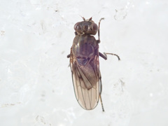 Ephydra macellaria