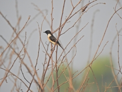 Saxicola