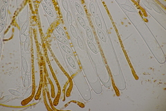 Byssonectria fusispora