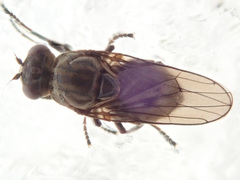 Ephydra macellaria