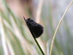 Epichnopterix kovacsi