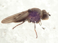 Ephydra macellaria