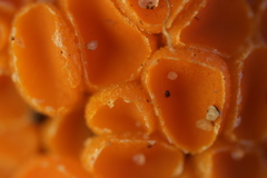 Byssonectria fusispora