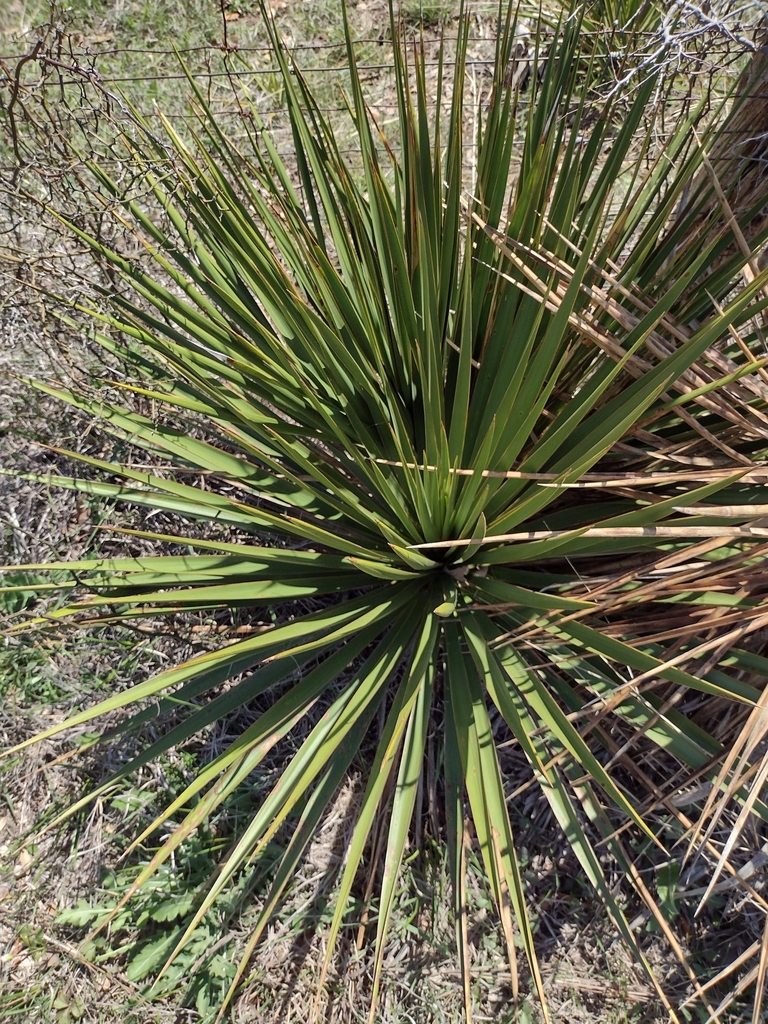 Yucca constricta × rupicola