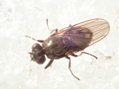 Ephydra macellaria