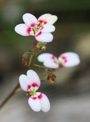 Stylidium caespitosum