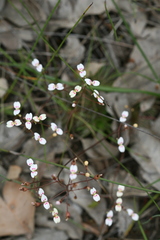 Stylidium caespitosum