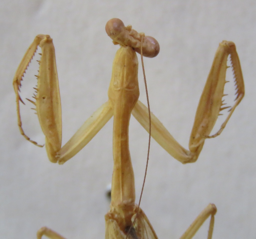 Stagmomantis vicina