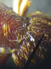 Bothrideres geminatus