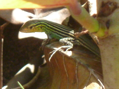 Cnemidophorus ruatanus