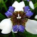 Trimezia gracilis - Photo (c) David Eickhoff from Pearl City, Hawaii, USA, algunos derechos reservados (CC BY)
