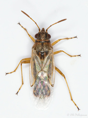 Nysius cymoides