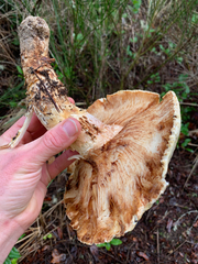 Tricholoma matsutake
