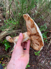 Tricholoma matsutake