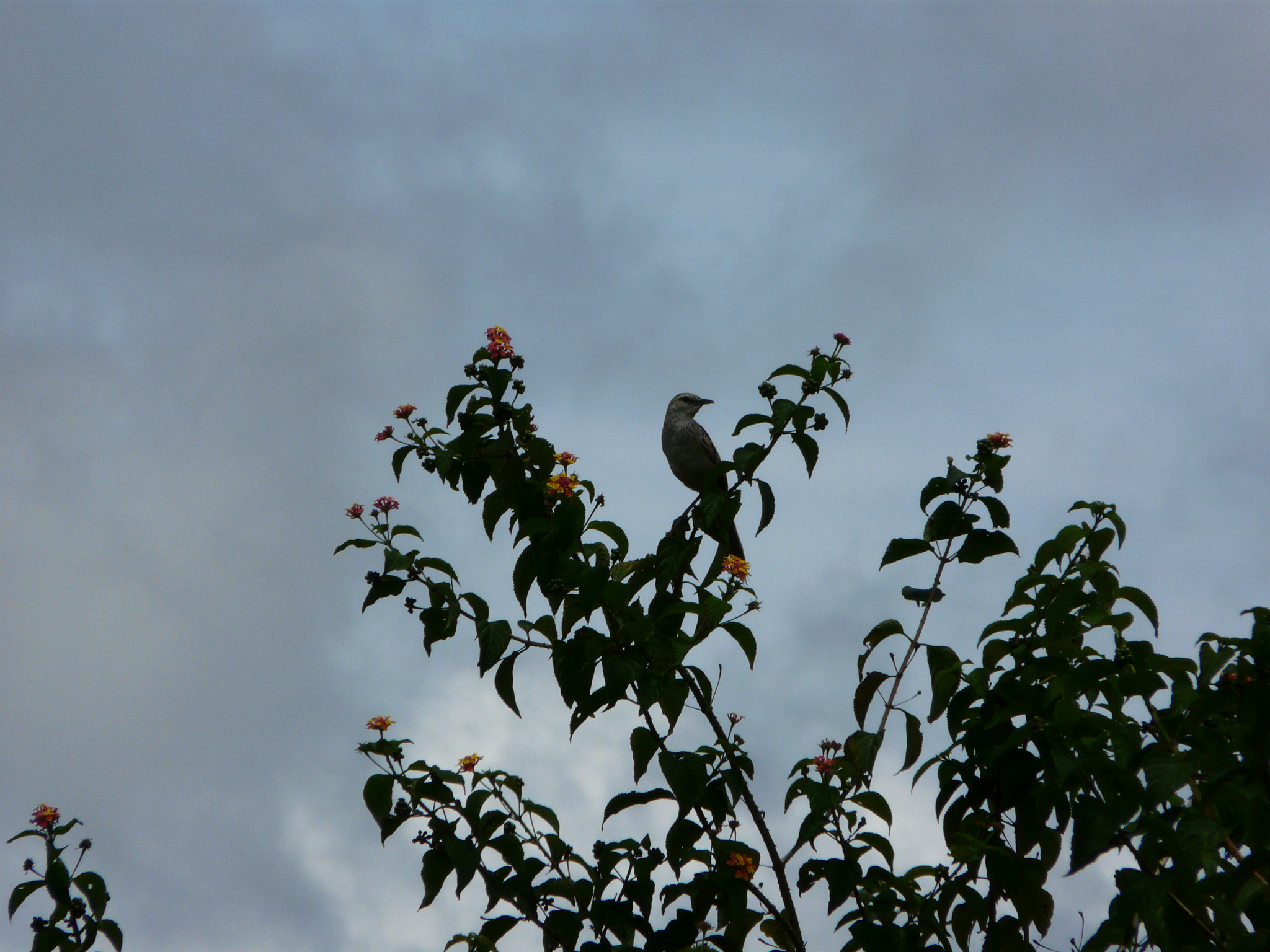 Striated Grassbird