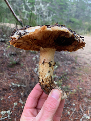 Tricholoma matsutake