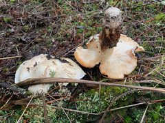Tricholoma matsutake