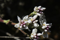 Veronica lavaudiana