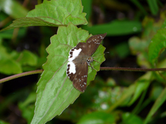 Tagiades trebellius