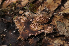 Lasionectria lecanodes