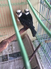 Microhierax latifrons