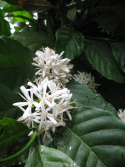 Coffea