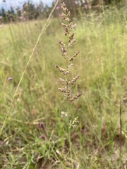 Eragrostis gummiflua