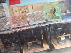 Microhierax latifrons