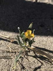 Camissoniopsis pallida