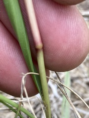 Eragrostis gummiflua