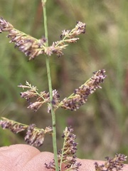 Eragrostis gummiflua