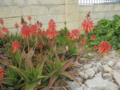 Aloe × delaetii