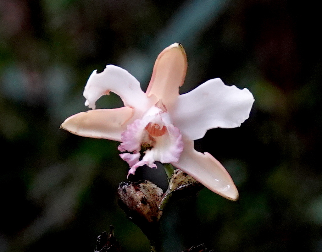 Sobralia gloriosa