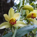 Phaius flavus - Photo (c) Jeremy Barker, some rights reserved (CC BY-NC), uploaded by Jeremy Barker