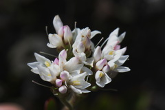 Veronica lavaudiana