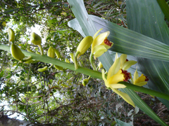 Phaius flavus