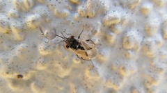 Geocoris bullatus