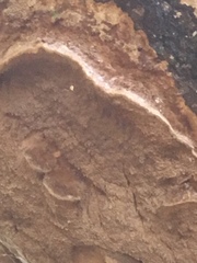 Funalia