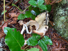 Tricholoma matsutake