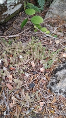 Crassula lanceolata lanceolata