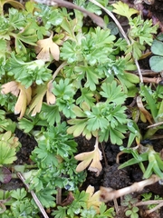Alchemilla australis
