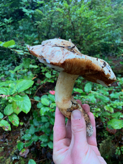Tricholoma matsutake