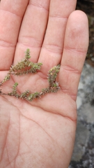 Crassula lanceolata lanceolata
