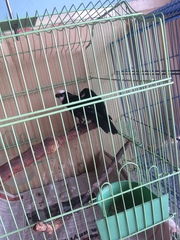 Microhierax latifrons