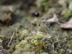 Fossombronia incurva