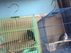 Microhierax latifrons