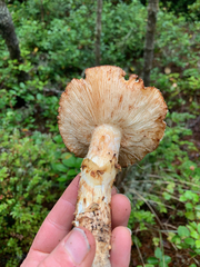 Tricholoma matsutake