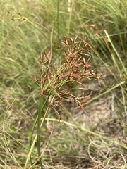 Cyperus denudatus