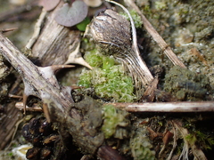 Fossombronia incurva