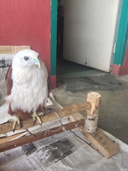 Microhierax latifrons